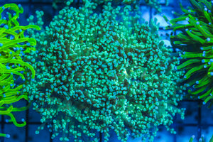 LIVE CORAL - WYSIWYG - 8.4.50
