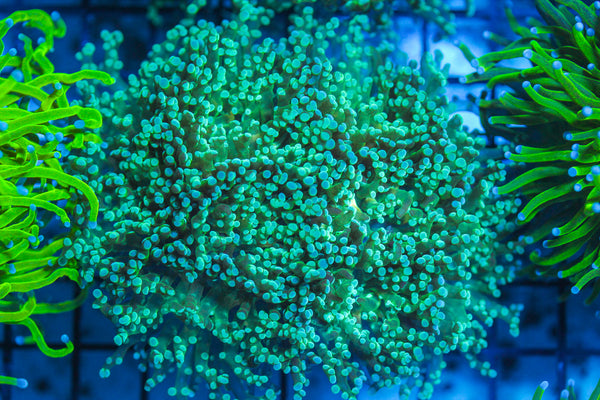 LIVE CORAL - WYSIWYG - 8.4.50