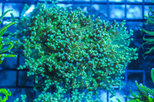 LIVE CORAL - WYSIWYG - 8.4.51