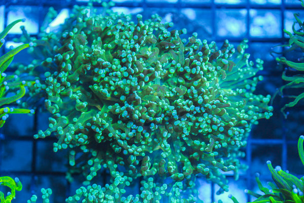 LIVE CORAL - WYSIWYG - 8.4.51