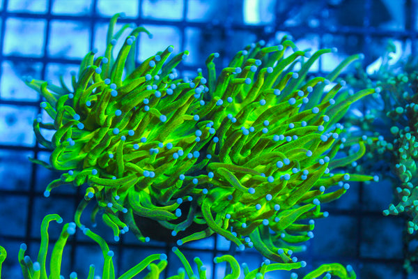 LIVE CORAL - WYSIWYG - 8.4.52