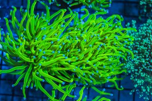 LIVE CORAL - WYSIWYG - 8.4.53