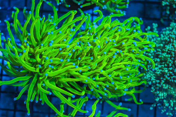 LIVE CORAL - WYSIWYG - 8.4.53
