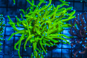 LIVE CORAL - WYSIWYG - 8.4.54