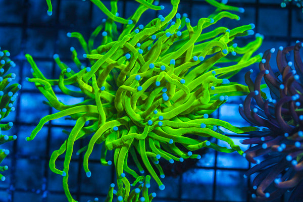 LIVE CORAL - WYSIWYG - 8.4.54