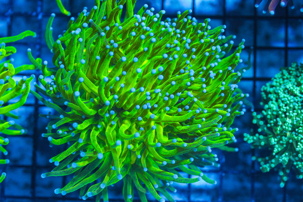 LIVE CORAL - WYSIWYG - 8.4.55