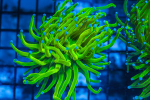 LIVE CORAL - WYSIWYG - 8.4.56