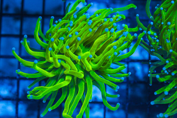 LIVE CORAL - WYSIWYG - 8.4.56