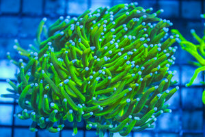LIVE CORAL - WYSIWYG - 8.4.57