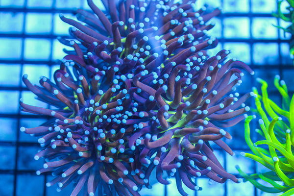 LIVE CORAL - WYSIWYG - 8.4.58