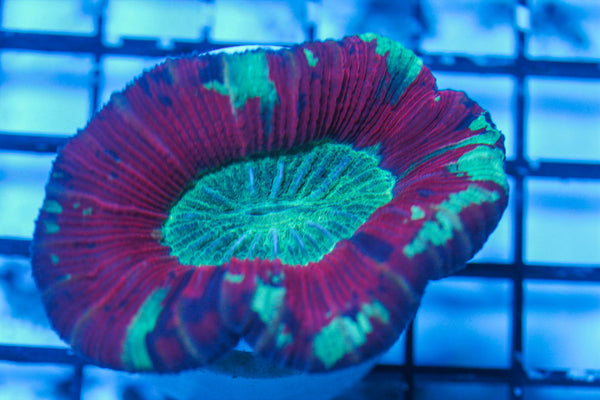 LIVE CORAL - WYSIWYG - 8.4.6