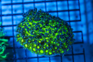 LIVE CORAL - WYSIWYG - 8.4.60