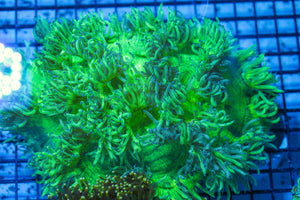 LIVE CORAL - WYSIWYG - 8.4.62
