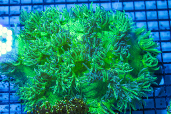 LIVE CORAL - WYSIWYG - 8.4.62