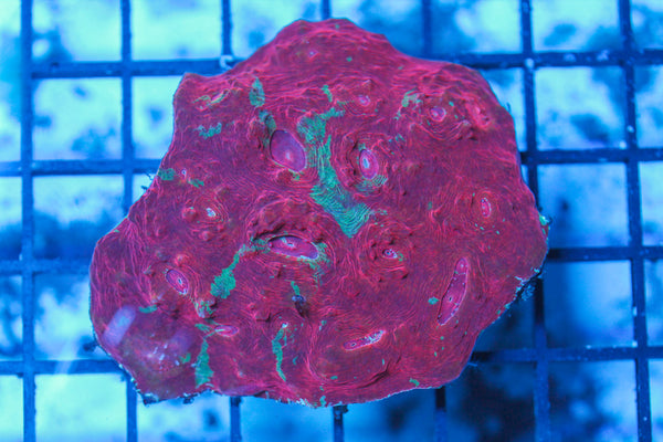 LIVE CORAL - WYSIWYG - 8.4.68