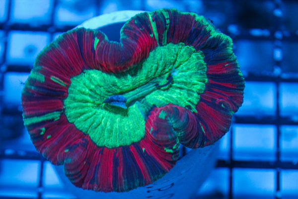 LIVE CORAL - WYSIWYG - 8.4.7
