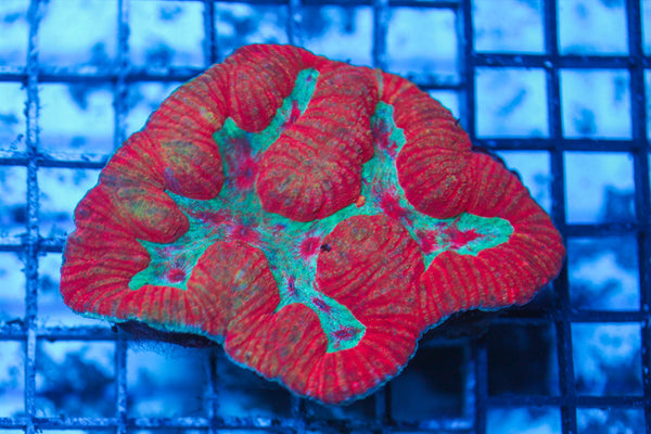 LIVE CORAL - WYSIWYG - 8.4.73