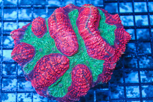 LIVE CORAL - WYSIWYG - 8.4.74