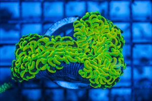 LIVE CORAL - WYSIWYG - 8.4.76