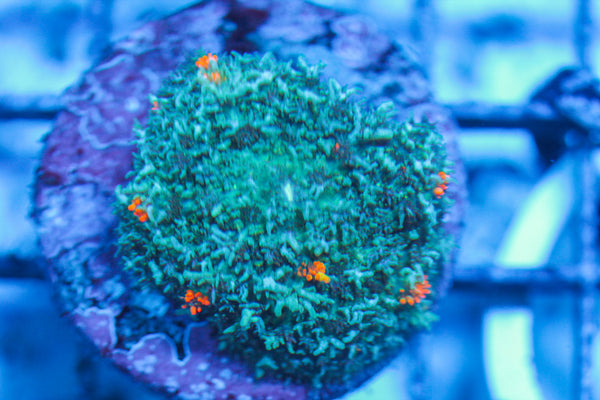 LIVE CORAL - WYSIWYG - 8.4.77