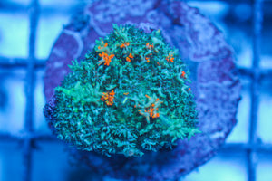 LIVE CORAL - WYSIWYG - 8.4.78