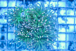 LIVE CORAL - WYSIWYG - 8.4.79