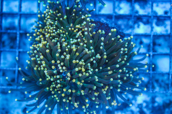 LIVE CORAL - WYSIWYG - 8.4.82
