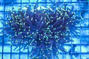 LIVE CORAL - WYSIWYG - 8.4.83