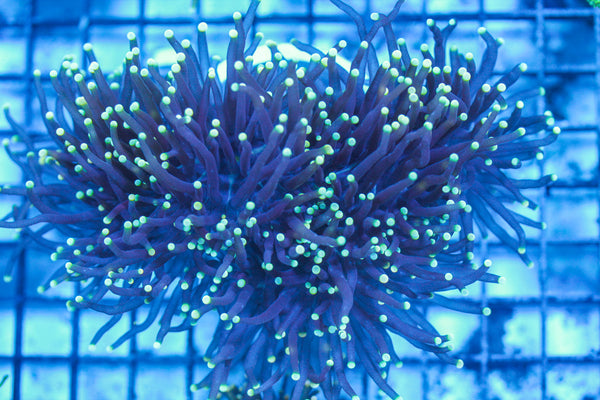 LIVE CORAL - WYSIWYG - 8.4.83