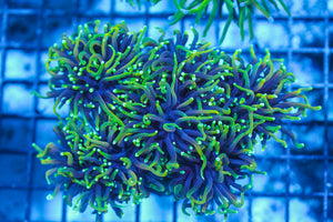 LIVE CORAL - WYSIWYG - 8.4.84