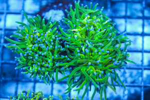 LIVE CORAL - WYSIWYG - 8.4.85
