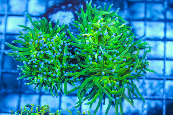LIVE CORAL - WYSIWYG - 8.4.85