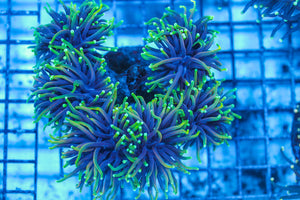 LIVE CORAL - WYSIWYG - 8.4.86