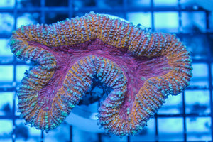 LIVE CORAL - WYSIWYG - 8.4.8