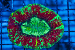 LIVE CORAL - WYSIWYG - 8.4.90