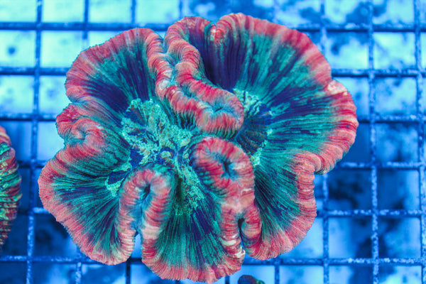 LIVE CORAL - WYSIWYG - 8.4.93