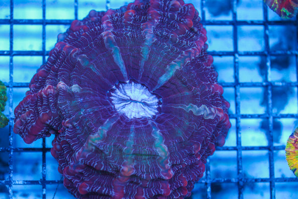 LIVE CORAL - WYSIWYG - 8.4.99