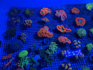 PREVIEW - JULY 30 2026!!! NEW CORALS FROM INDONESIA ARE NOW AVAILABLE.1