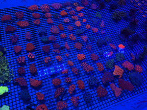 PREVIEW - JULY 30 2025!!! NEW CORALS FROM INDONESIA ARE NOW AVAILABLE.10