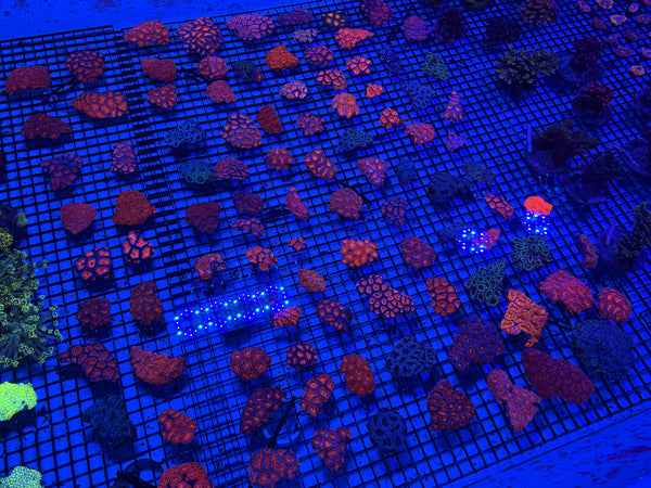 PREVIEW - JULY 30 2025!!! NEW CORALS FROM INDONESIA ARE NOW AVAILABLE.10