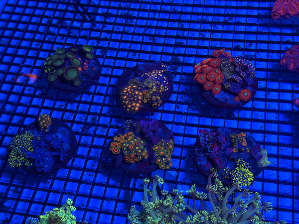 PREVIEW - JULY 30 2025!!! NEW CORALS FROM INDONESIA ARE NOW AVAILABLE.11