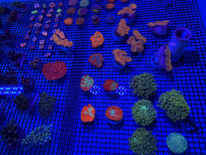 PREVIEW - JULY 30 2025!!! NEW CORALS FROM INDONESIA ARE NOW AVAILABLE.12