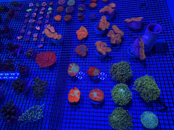 PREVIEW - JULY 30 2025!!! NEW CORALS FROM INDONESIA ARE NOW AVAILABLE.12