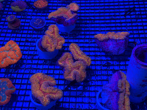 PREVIEW - JULY 30 2025!!! NEW CORALS FROM INDONESIA ARE NOW AVAILABLE.13