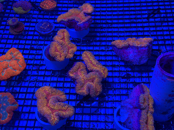 PREVIEW - JULY 30 2025!!! NEW CORALS FROM INDONESIA ARE NOW AVAILABLE.13