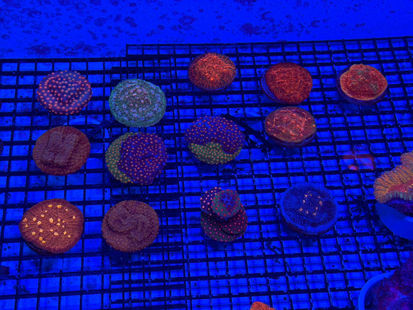 PREVIEW - JULY 30 2025!!! NEW CORALS FROM INDONESIA ARE NOW AVAILABLE.14