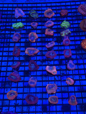PREVIEW - JULY 30 2025!!! NEW CORALS FROM INDONESIA ARE NOW AVAILABLE.15