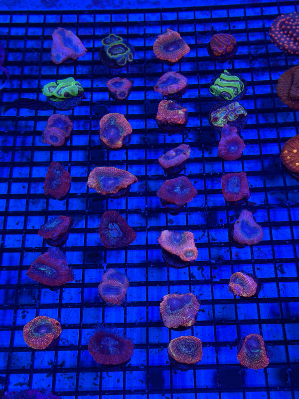 PREVIEW - JULY 30 2025!!! NEW CORALS FROM INDONESIA ARE NOW AVAILABLE.15