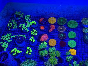 PREVIEW - JULY 30 2025!!! NEW CORALS FROM INDONESIA ARE NOW AVAILABLE.16