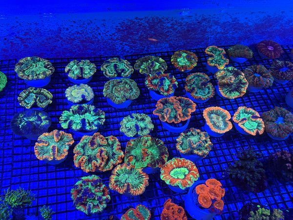 PREVIEW - JULY 30 2025!!! NEW CORALS FROM INDONESIA ARE NOW AVAILABLE.17